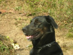 Fotos de perros